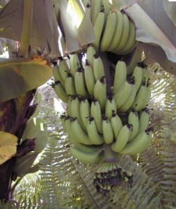 Banana
