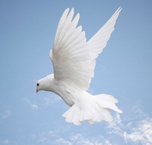 Dove