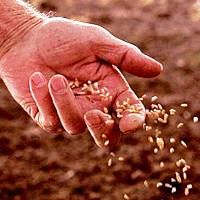scatteredseed