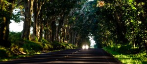 tunnel-of-trees1